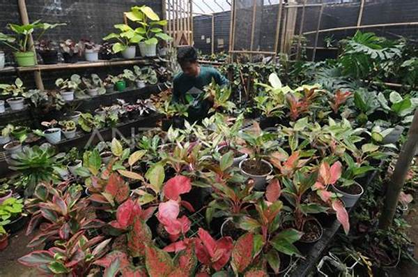 Artis Lokal Budidaya Tanaman Hias